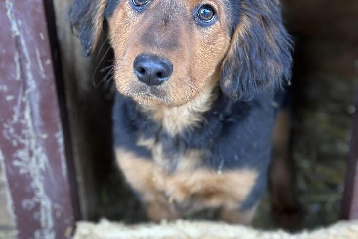 Lorenzo ++ vermittelt ++