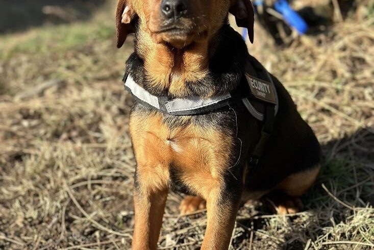 Matteo +++vermittelt in Ungarn+++