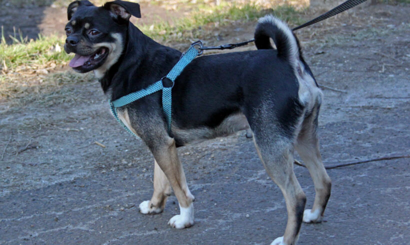 Mazli 10 ++ vermittelt ++