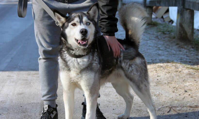 Medox +++vermittelt in Ungarn+++