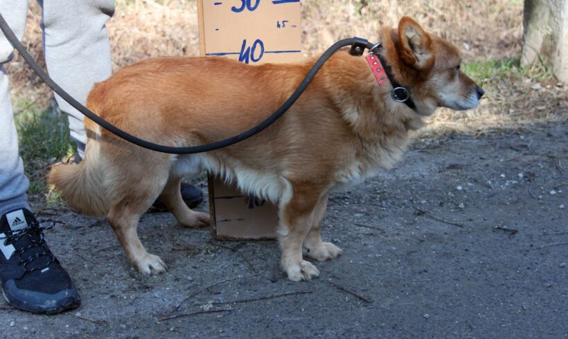 Morzsi 7 ++ vermittelt ++