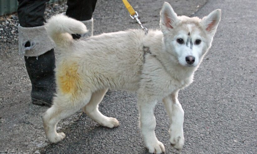 Rebel ++ vermittelt ++