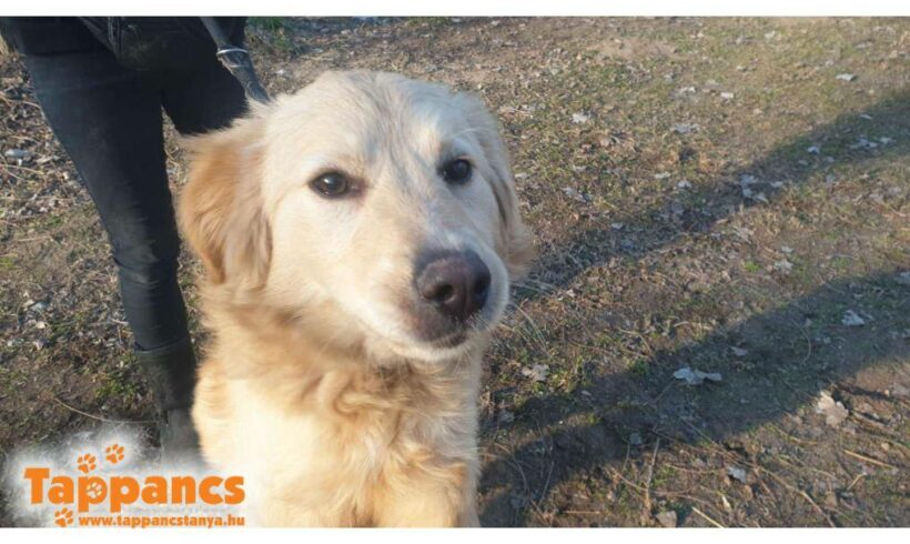 Sziszi 4 ♥ vermittelt an Nothilfe für Hunde in Österreich ♥