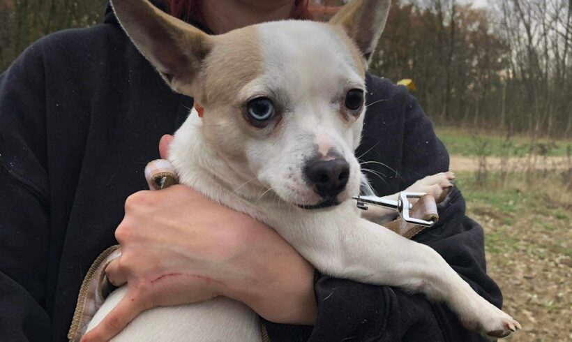 Denny (D1) ♥ vermittelt an “ Nothilfe für Hunde “ in Österreich ♥