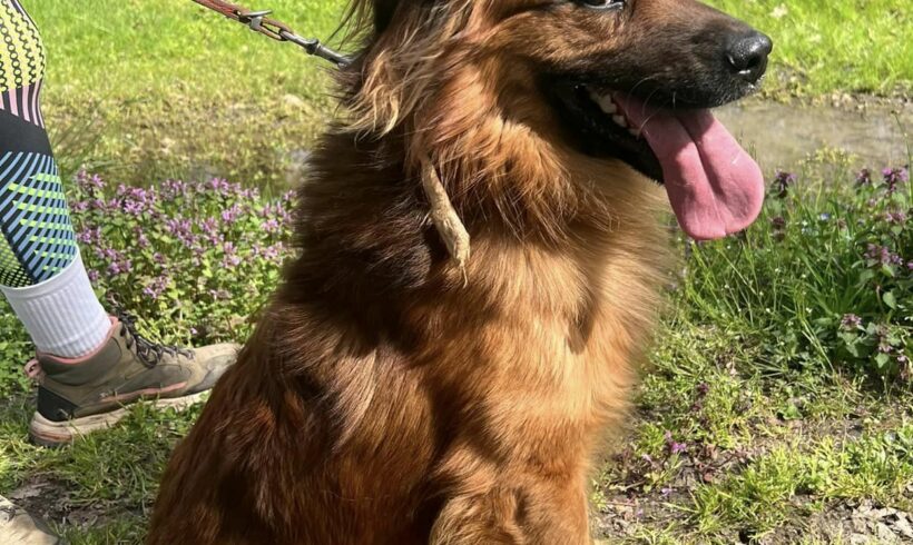 Reno 4 +++wurde einfach wieder ins Tierheim zurück gebracht+++