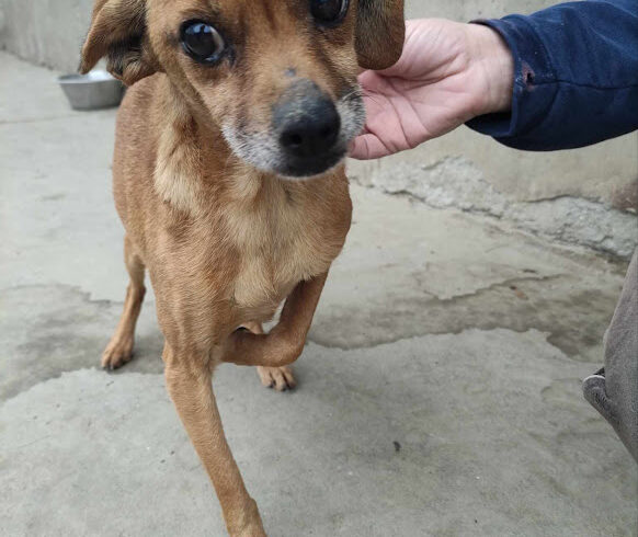 Csilla 2 ♥ vermittelt ♥