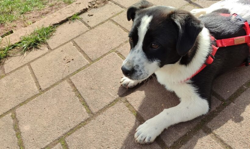 Bonny 2 ♥ auf Pflegestelle in 66773 Hülzweiler ♥ vermittelt ♥