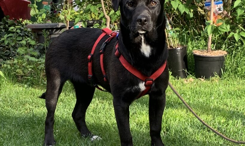 Blacky 4 ♥ auf Pflegestelle in 91056 Erlangen ♥ vermittelt ♥