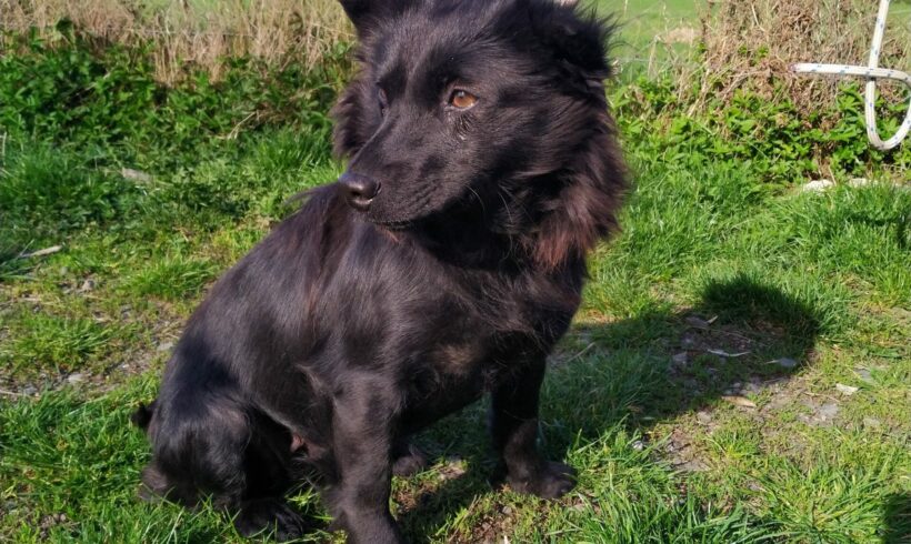 Molly 11 ♥ vermittelt nach Österreich (Nothilfe für Hunde) ♥