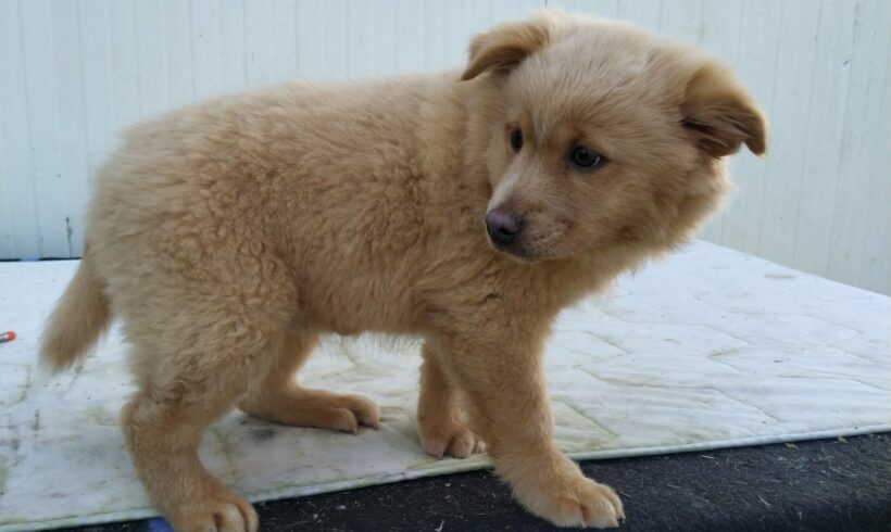 Mia 3 +++vermittelt an Nothilfe für Hunde in Österreich+++