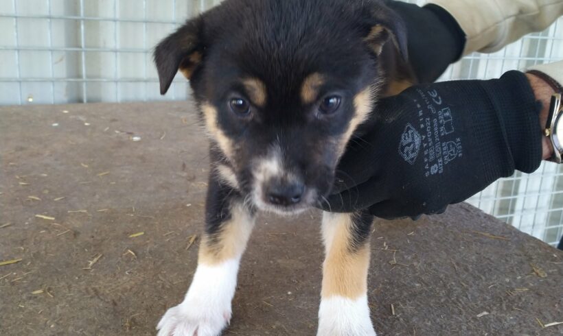 Szepi 5 +++vermittelt+++