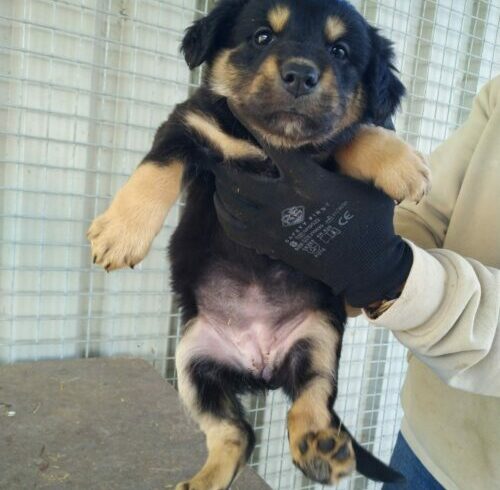 Szunny 4 +++in Ungarn vermittelt+++