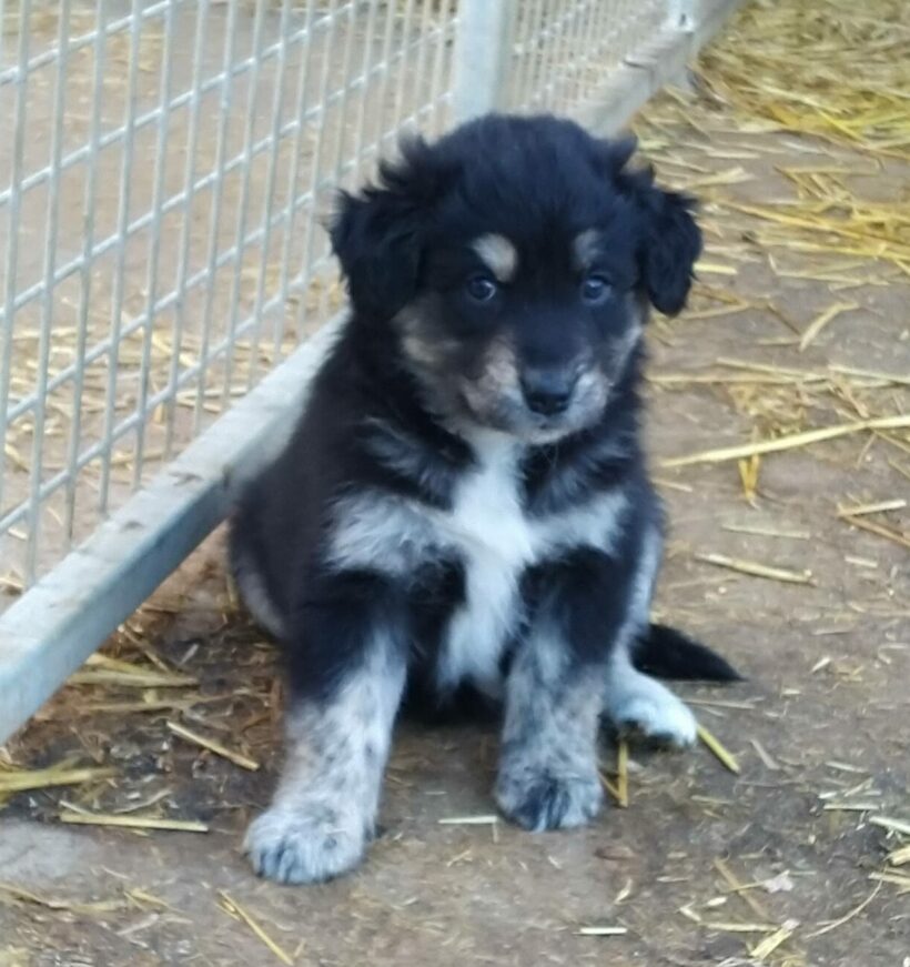 Szissi 3 +++vermittelt+++