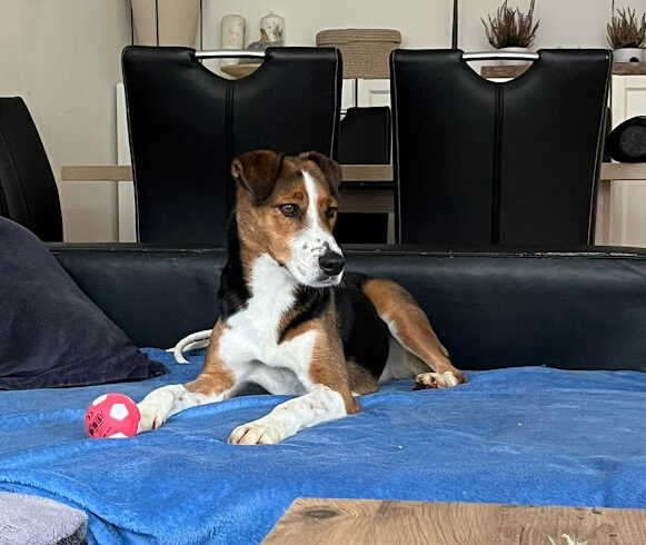 Tündi 2 ♥ seit 26.10. auf PS in 91054 Buckenhof ♥ vermittelt ♥