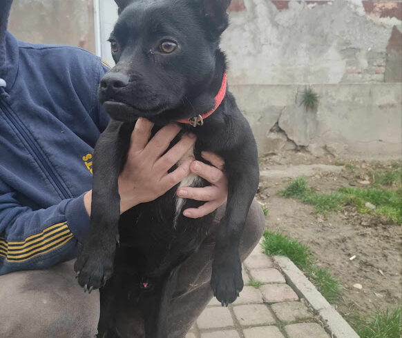 Artur 3 ♥ vermittelt an Nothilfe für Hunde in Österreich ♥