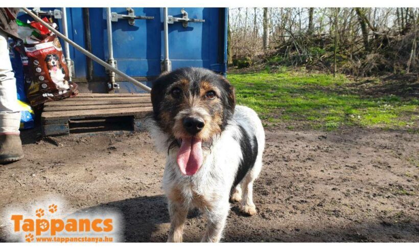 Buksi 12 ♥ vermittelt ♥