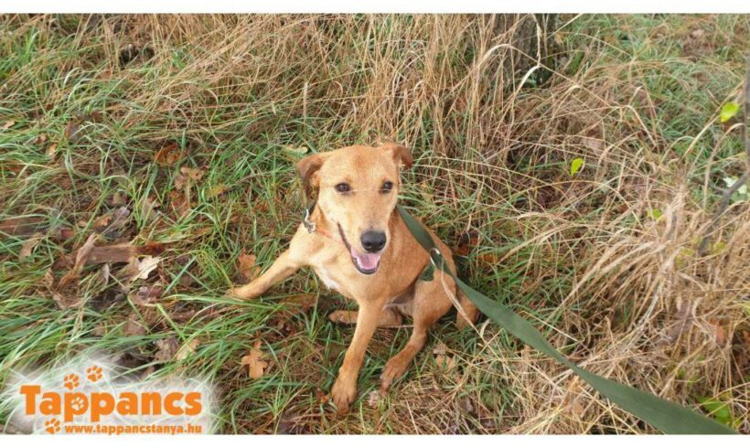 Fütyesz ♥ vermittelt an „Nothilfe für Hunde“ in Österreich ♥