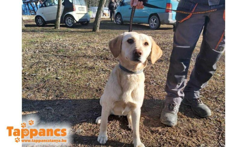 Juliska 2 ♥ vermittelt an die Tierhilfe Franken e.V. ♥ sie sucht Transportpaten zum 20.04.24