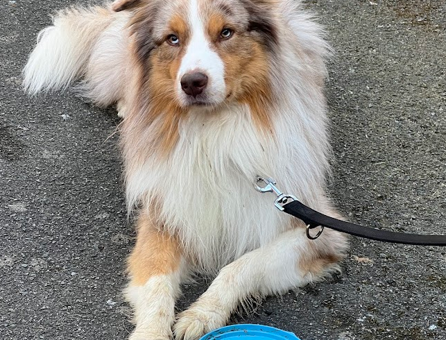 Merlin 3 — auf Pflegestelle in 95233 Helmbrechts +++vermittelt+++