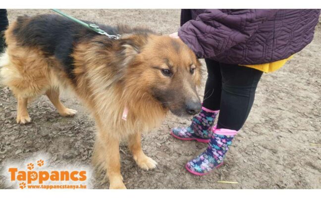 Rugo ♥ vermittelt an die Tierhilfe Franken e.V. ♥ Rugo sucht zum 20.04