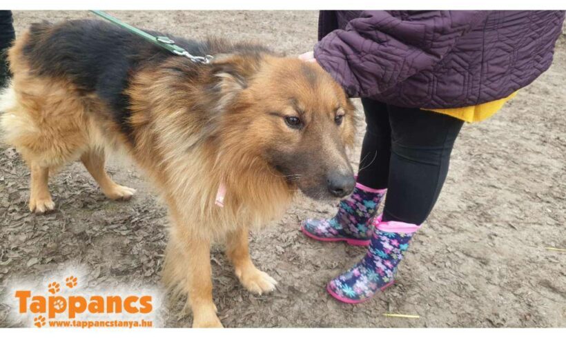 Rugo ♥ vermittelt an die Tierhilfe Franken e.V. ♥ Rugo sucht zum 20.04. Transportpaten