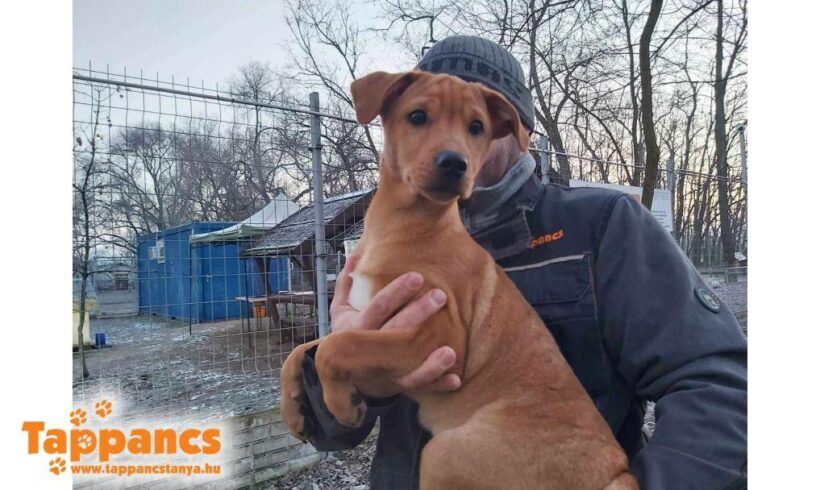 Rusty ♥ vermittelt in Ungarn ♥