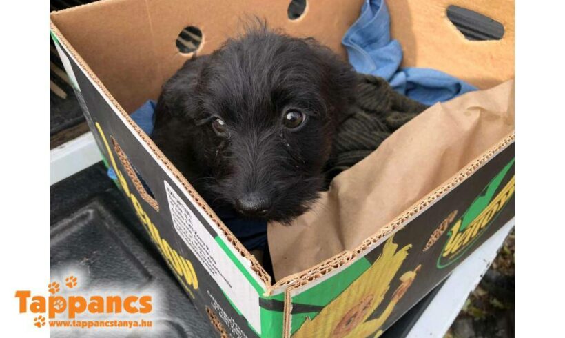 Trixi 2 ♥ vermittelt an  Viva la Hund, Transportpaten zum 16.03. gesucht ♥