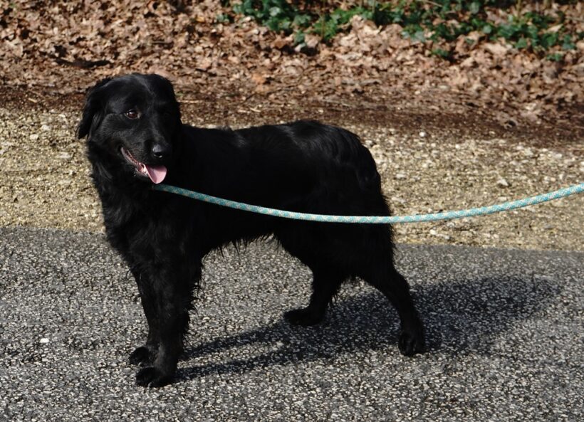 Szoli +++in Ungarn vermittelt+++