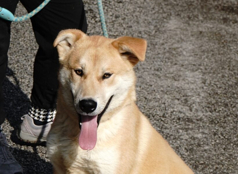 Rizling +++ ab 27.04.2024 im Tierheim 35683 Dillenburg +++ Rizling +++ ab 27.04.2024 im Tierheim 35683 Dillenburg +++