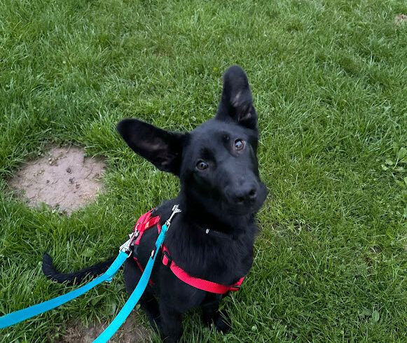 Leda ♥ Auf Pflegestelle in 30125 Kassel ♥ vermittelt ♥