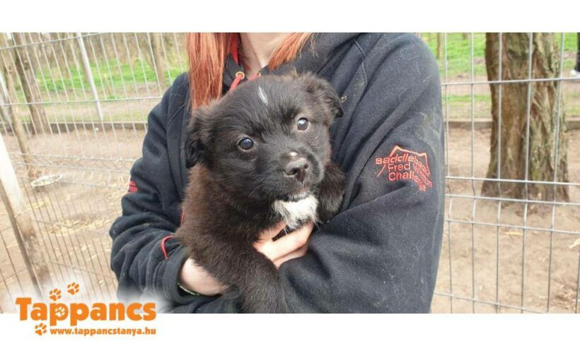 Adel 2 ♥ vermittelt an Viva la Hund e.V. Transportpaten gesucht ♥