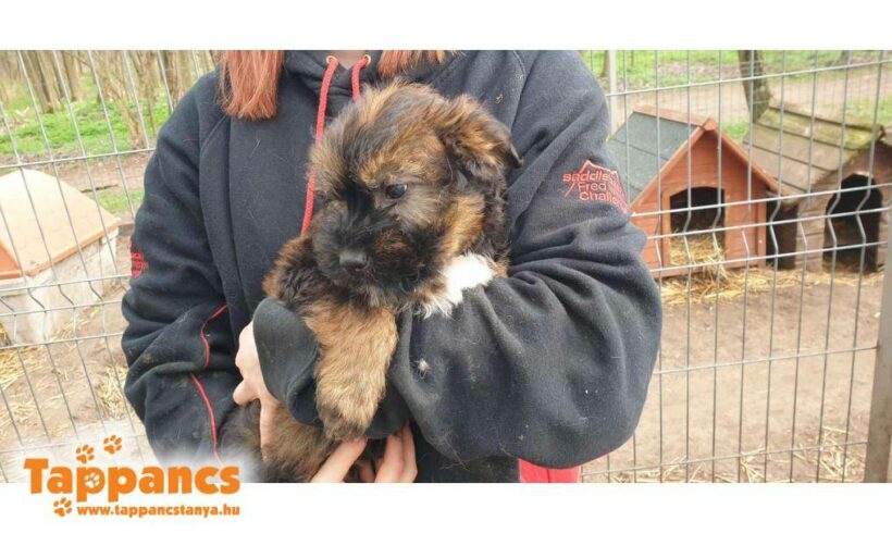 Apacs 2 ♥ vermittelt an Viva la Hund e.V. Transportpaten gesucht ♥