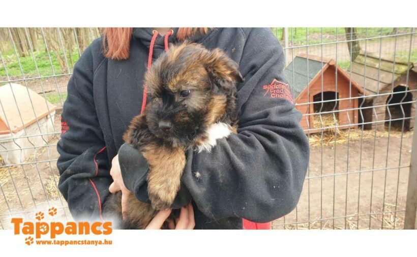 Apacs 2 ♥ vermittelt an Viva la Hund e.V. Transportpaten gesucht ♥ Apacs 2 ♥ vermittelt an Viva la Hund e.V. Transportpaten gesucht ♥