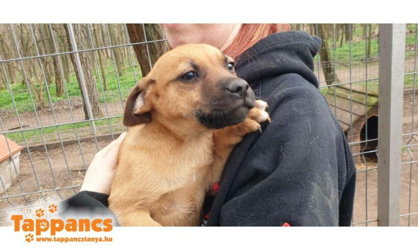 Argó ♥ vermittelt an Viva la Hund e.V. Transportpaten gesucht ♥