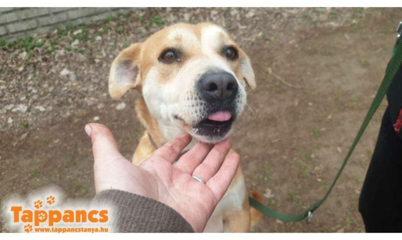 Luna 5 ♥ vermittelt an Nothilfe für Hunde in Österreich♥