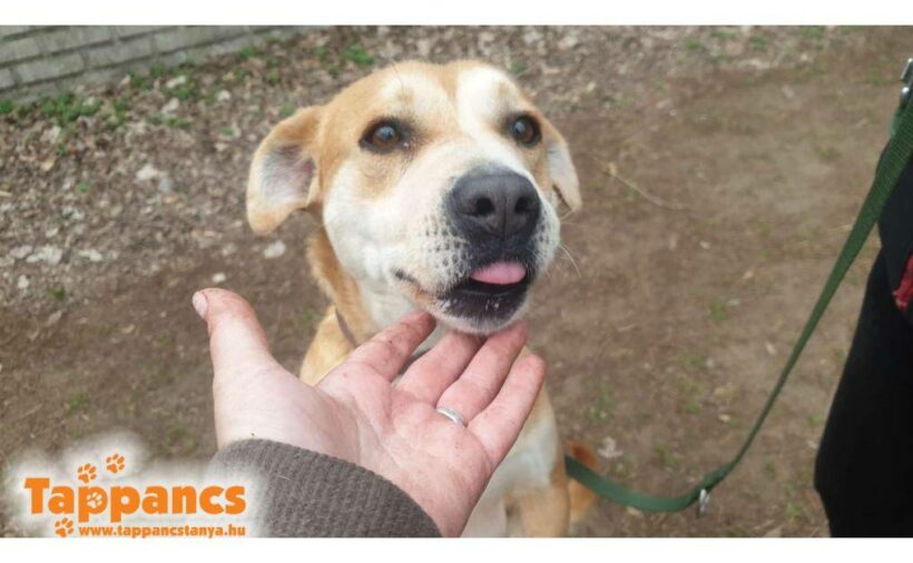 Luna 5 ♥ vermittelt an Nothilfe für Hunde in Österreich♥