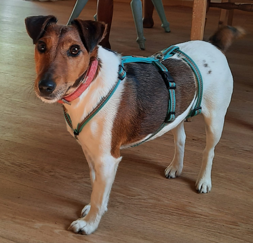 Poppy 2 ♥ auf PS in 21256 Handeloh ♥ +++katzenfreundlich+++ ♥ vermittelt ♥ Poppy 2 ♥ auf PS in 21256 Handeloh ♥ +++katzenfreundlich+++ ♥ vermittelt ♥