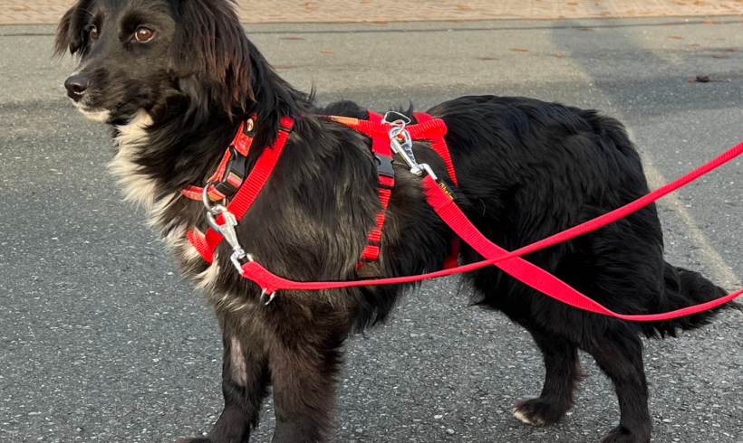 Szalsza +++auf Pflegestelle in 95355 Wartenfels+++vermittelt :-*