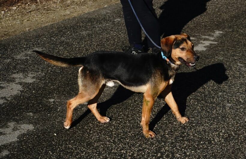 Hunor +++vermittelt+++