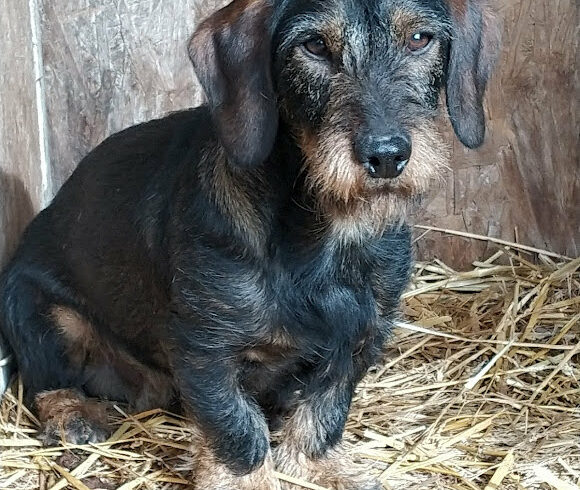 Alfie AKUTER NOTFALL!!!! +++vermittelt an die Nothilfe für Hunde – Österreich+++