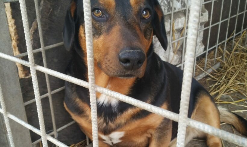 Macso 3 +++vermittelt in Ungarn+++