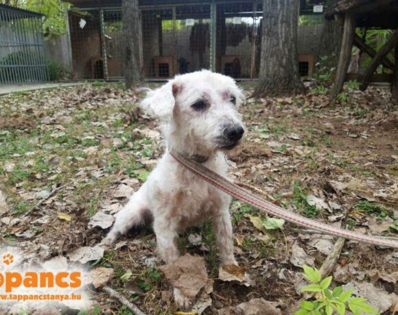 Golyo 3 ♥ endlich vermittelt ♥ er sucht Transportpaten ♥