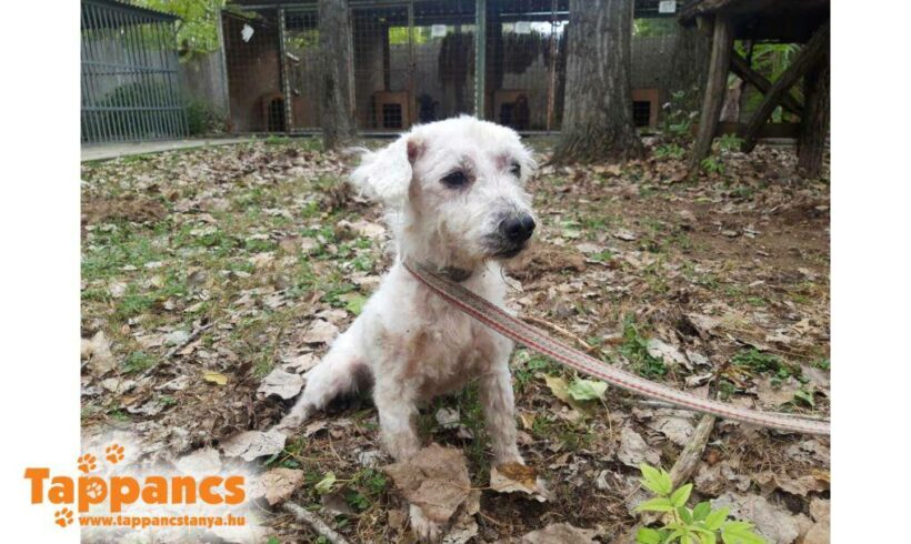 Golyo 3 ♥ endlich vermittelt ♥ er sucht Transportpaten ♥