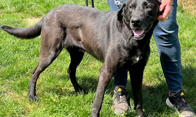 Kaloz ♥ vermittelt ♥