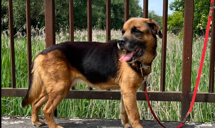 Kapcsi +++wird übernommen von Caesars Animalclub e.V.+++