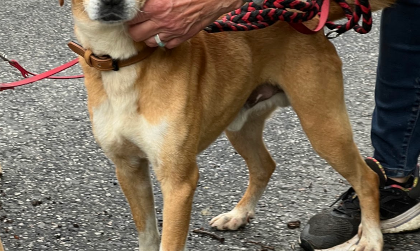 Ubul +++in Ungarn vermittelt+++