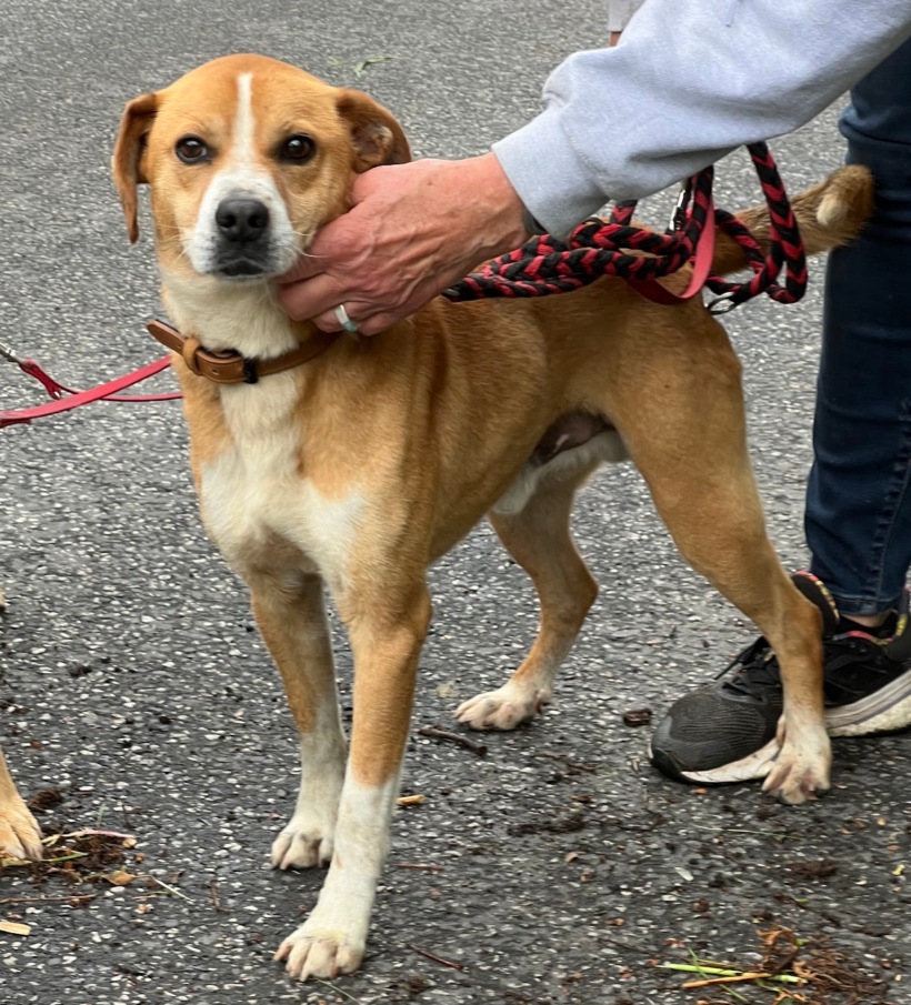 Ubul +++in Ungarn vermittelt+++