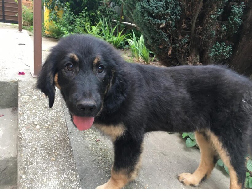 Tempo ♥ vermittelt ♥