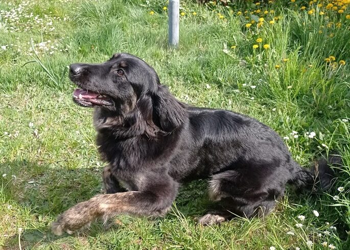 Lola ♥ (ehemals Talpas) ♥ Auf Pflegestelle in 66740 Saarlouis Fraulautern ♥ es hat sich eine Lösung gefunden, sie bleibt ♥