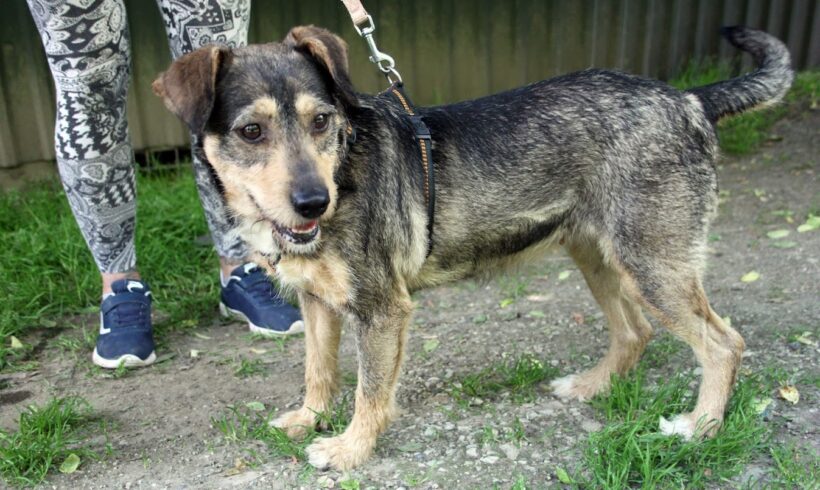 Lüszi 3 +++in Ungarn vermittelt+++